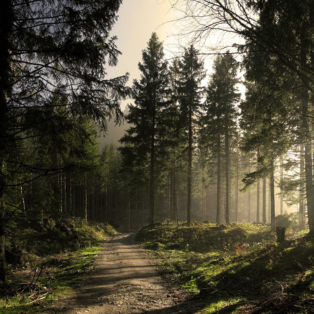 Anna's Incense Black Forest