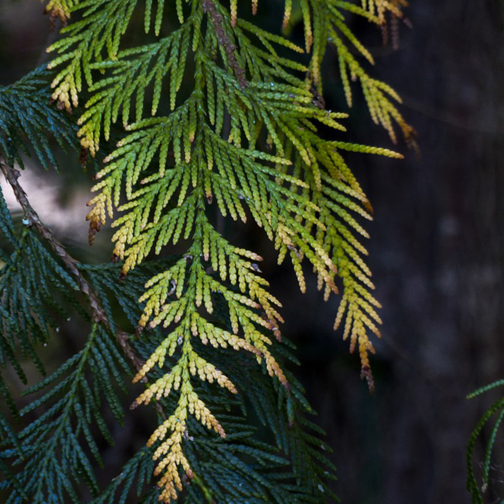 Anna's Incense Cedar