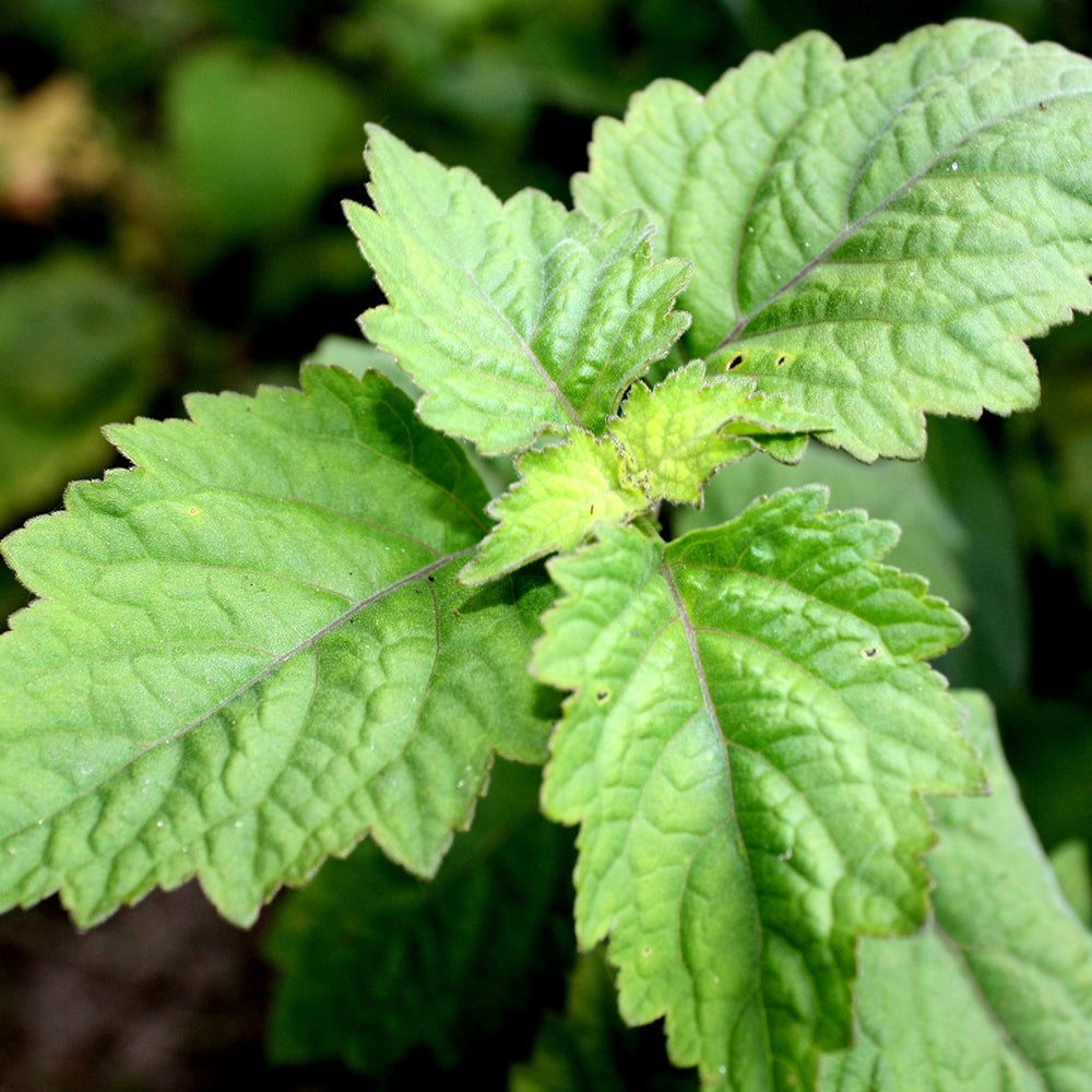 Anna's Incense Patchouli