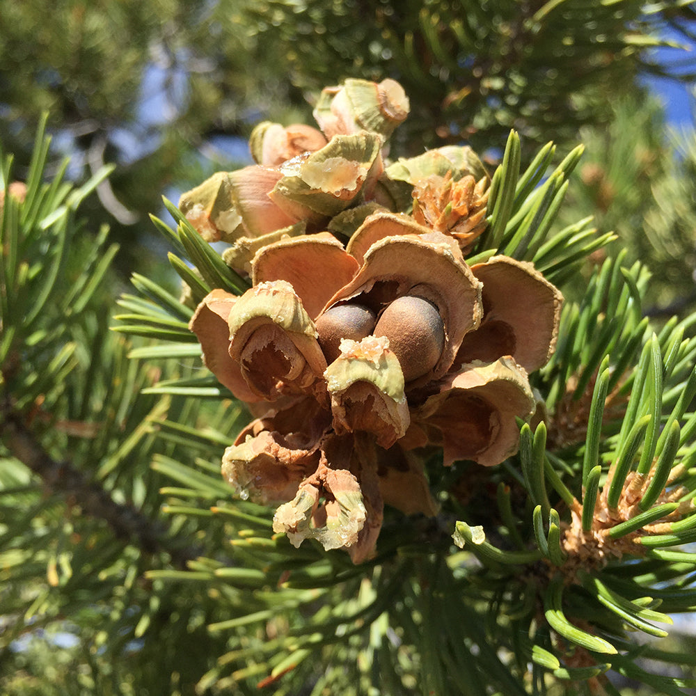Anna's Incense Pinion Pine
