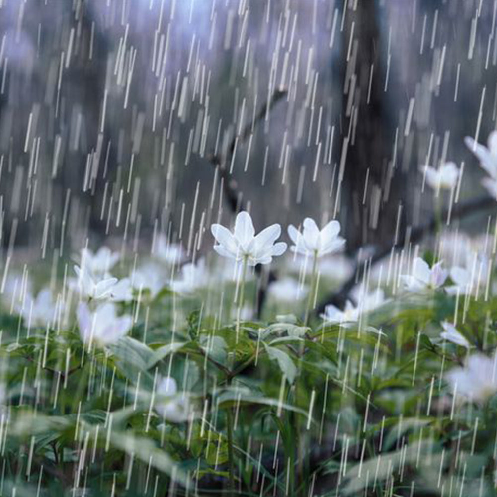 Anna's Incense china rain