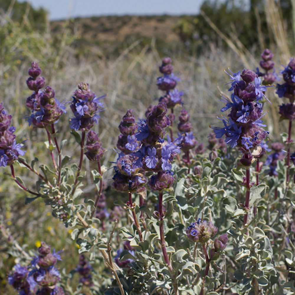 Anna's Incense desert sage