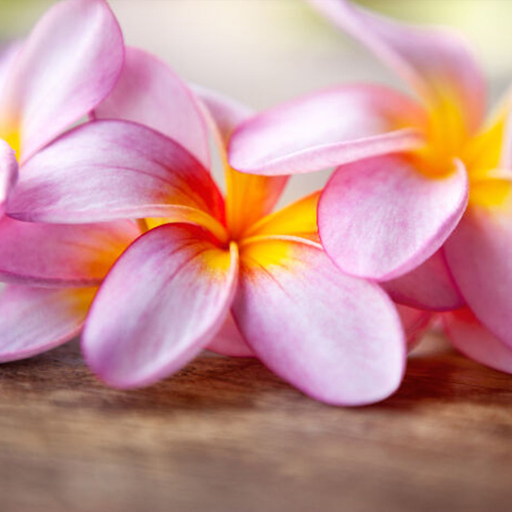 Anna's Incense frangipani