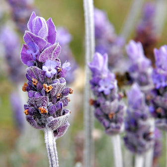 Anna's Incense lavender